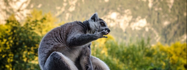 Der Lemur ist nur eine von vielen verschiedenen, exotischen Tierarten im Raritätenzoo Ebbs.