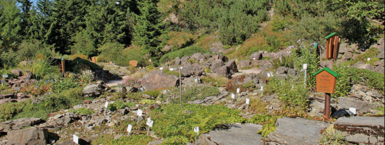 Im Rennsteiggarten werden Felsen und Gestein integriert, sodass die natürliche Umgebung im Alpengarten erhalten bleibt.