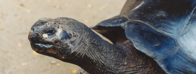 Im Freilandgehege kannst du den mächtigen Panzer der Risenschildkröten bestaunen.