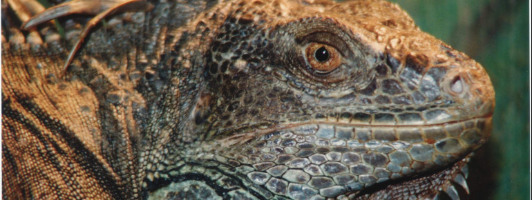 Der Grüne Leguan lebt in einem der Freilandgehege des Zoos.