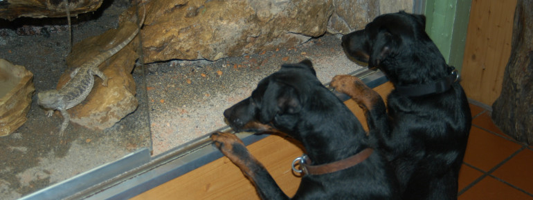 Dein Hund muss bei einem Ausflug in den Reptilienzoo nicht zuhause bleiben.