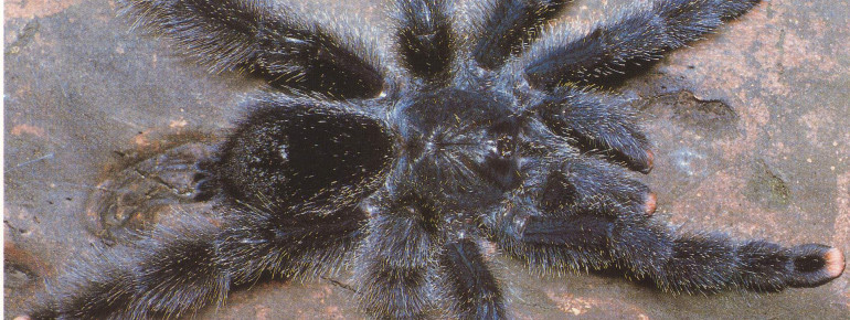 Vogelspinnen „hören“ mit den Härchen an den Beinen, die durch die Schallwellen bewegt werden.