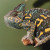 Das Jemenchamäleon - eine von 20 verschiedenen Echsenarten im Reptilienzoo.
