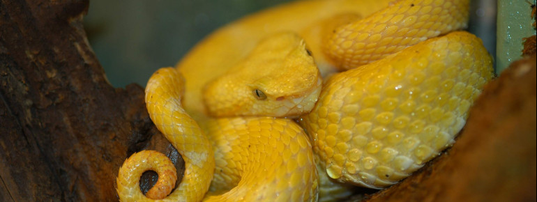 Giftige Schönheiten - Schlangenarten wie die Greifschwanz-Lanzenotter Botriechis schlegelii kannst du aus der Nähe betrachten.