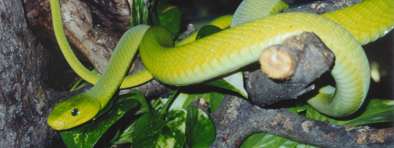 Auch die giftige Grüne Mamba lebt im Reptilienzoo Happ.