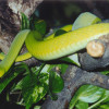 Auch die giftige Grüne Mamba lebt im Reptilienzoo Happ.