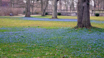 Die Blausternchen im Schlosspark blühen Ende März.