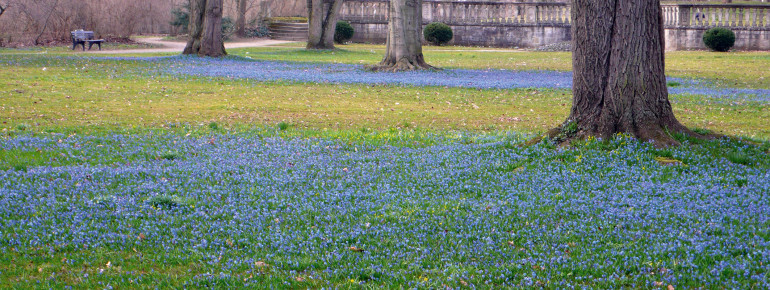 Die Blausternchen im Schlosspark blühen Ende März.