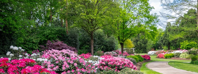 Mit über 1.000 Rhododendron- und Azaleensorten, alten Baumriesen und abwechslungsreichen Themenbereichen zählt der Rhododendronpark Bremen zu den vielfältigsten Gartenanlagen Europas.