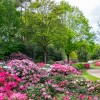 Mit über 1.000 Rhododendron- und Azaleensorten, alten Baumriesen und abwechslungsreichen Themenbereichen zählt der Rhododendronpark Bremen zu den vielfältigsten Gartenanlagen Europas.