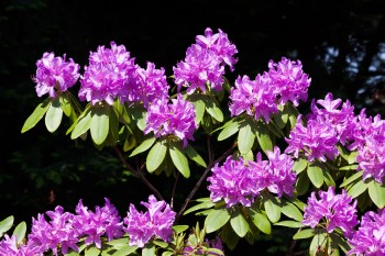 Etwa 60 verschiedene Rhododendronarten sind im Park angepflanzt.