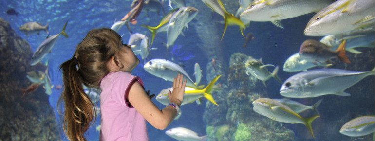 Beste Sicht auf die Unterwasserwelt: Ein kleines Mädchen bestaunt die bunten Fische.