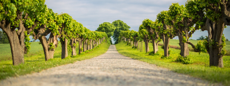Die Festonallee gehört zu den bekanntesten Sehenswürdigkeiten von Mecklenburg-Vorpommern.