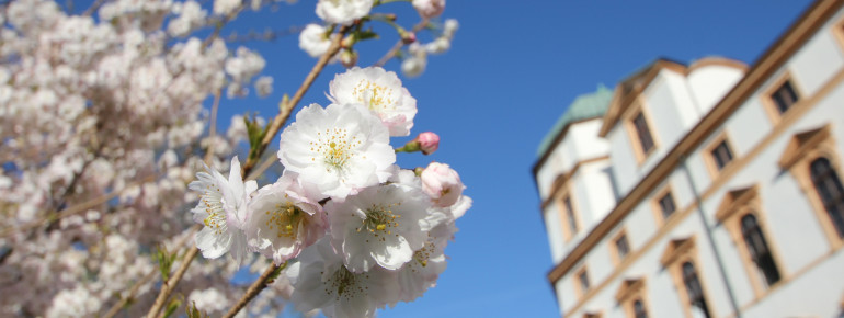 Das Celler Schloss im Frühling