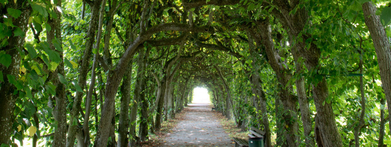 Laubengang im Hofgarten Dachau
