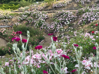 Vor allem von April bis Juli erlebst du den Park in voller Blütenpracht.