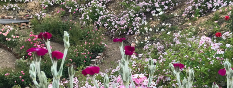 Vor allem von April bis Juli erlebst du den Park in voller Blütenpracht.