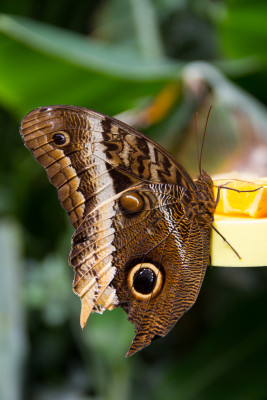 Über 1500 exotische Schmetterlinge leben auf der Schmetterlingsfarm.