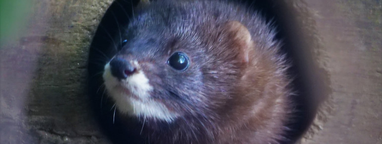 Esmeralda: Jedes Jahr kommt eine trächtige Nerzfähe in den Zoo und bringt ihre Junge hier zur Welt und zieht sie auf. Damit sie später ausgewildert werden können.