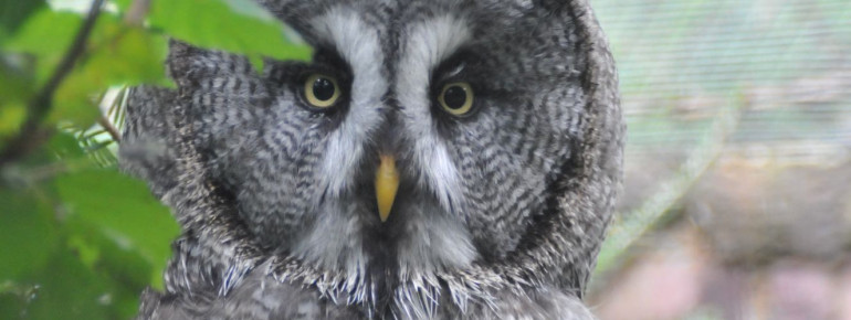 Back to the roots: Mit Vögeln fing alles an.