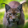 Im Schwarzwaldzoo findest du neben Reptilien auch den Luchs.