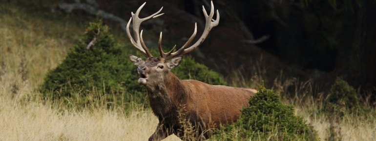 Seltene Tierarten im Nationalpark