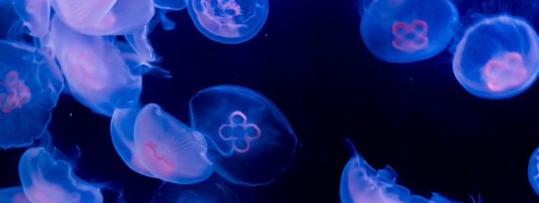 Insgesamt gibt es im SEA LIFE Berlin über 5.000 faszinierende Meeresbewohner.