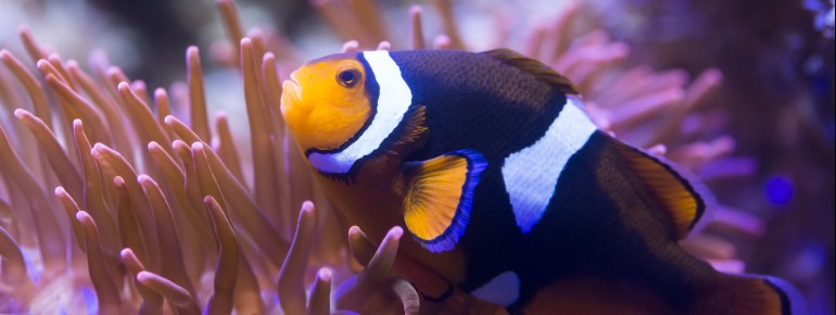 Im SEA LIFE Hannover leben über 2.500 Meereslebewesen aus mehr als 150 verschiedenen Arten.