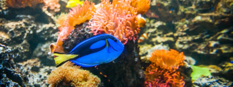 Das Aquarium bietet Einblicke in verschiedenste Unterwasserwelten.