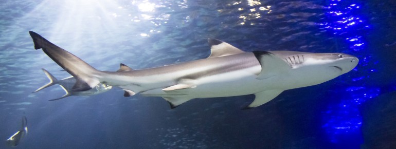 Während des Besuchs kannst du an Fütterungen und Präsentationen teilnehmen.