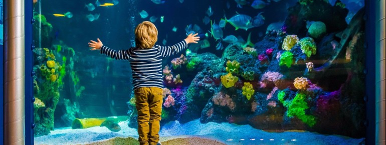 Das Sea Life Konstanz lädt dich ein, in eine faszinierende Welt unter Wasser einzutauchen.
