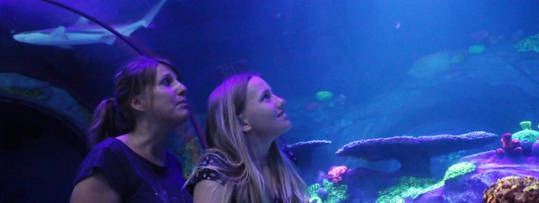 Das Sea Life Konstanz ein umfassendes Erlebnis für die ganze Familie.