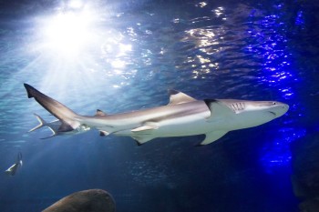 Im beeindruckende Unterwasser-Tunnel kannst du Haie beobachten.