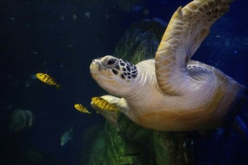 Die majestätischen Meeresschildkröten ziehen die Besucher in ihren Bann.