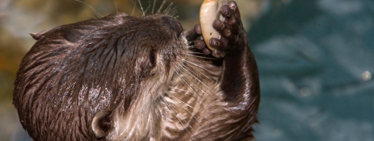 Im Aquarium gibt es asiatische Zwergotter zu sehen.