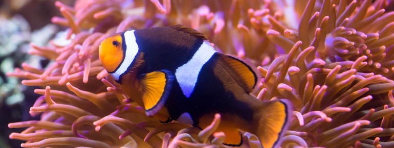 Im Aquarium leben über 5.000 Tiere aus über 200 verschiedenen Arten.