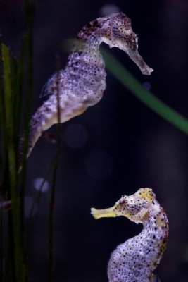 Im Sea Life Oberhausen gibt es auch eine Vielzahl von Seepferdchen zu bewundern.