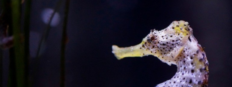 Im Sea Life Oberhausen gibt es auch eine Vielzahl von Seepferdchen zu bewundern.