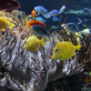 Das Aquarium verfügt über 13 beeindruckende thematisierte Unterwasserwelten.