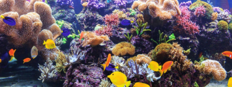 Das Sea Life Speyer richtet sich an Besucher jeden Alters.