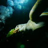 "Marty", die grüne Meeresschildkröte, ist eine der besonderen Bewohner im Sea Life Speyer.