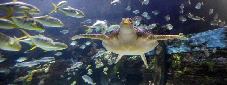 Die Panoramascheibe bietet einen atemberaubenden Blick auf das tropische Ozeanbecken.