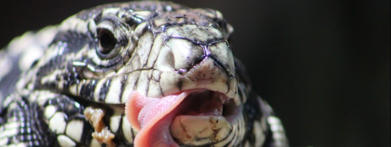 In einigen Bereichen kannst du exotische Echsen beobachten.