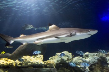 Im Sea Life Timmendorfer Strand gibt es verschiedene Haiarten zu bestaunen.