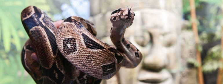 Das Aquarium verfügt über einen spektakulären Regenwaldbereich.