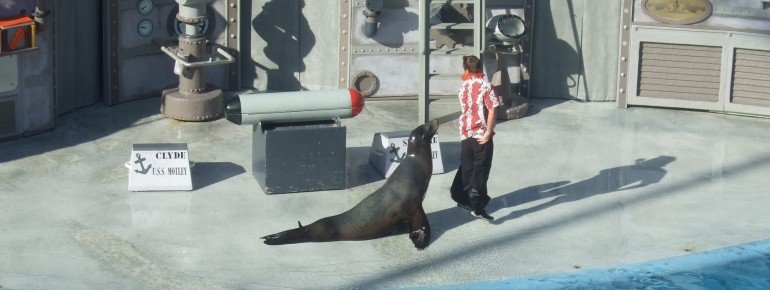 Jede Mege zu Lachen gibt es bei der Seelöwen-Show