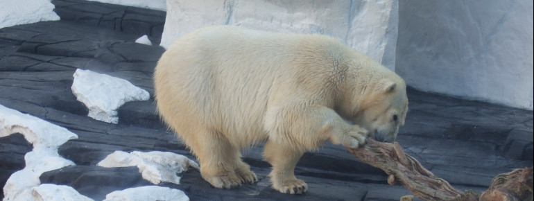 In der Arctic World kannst du Eisbären beobachten