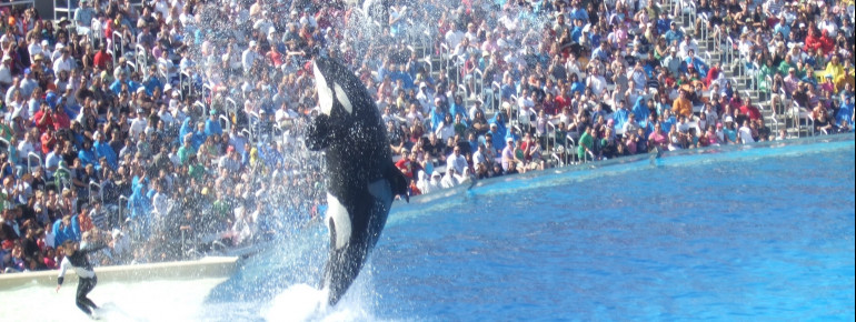 Die Orca-Show zählt zu den Hauptattraktionen des Parks
