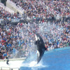 Die Orca-Show zählt zu den Hauptattraktionen des Parks