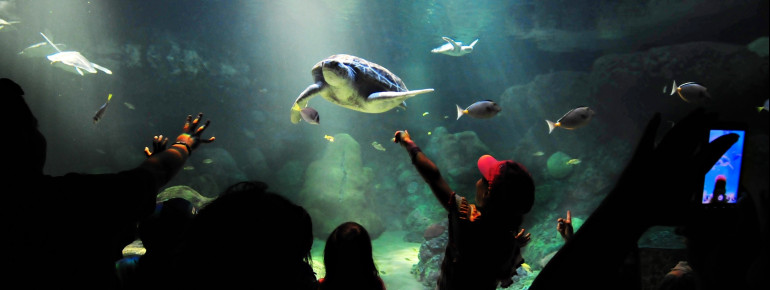 Im SeaWorld kannst du faszinierende Unterwasserwelten entdecken